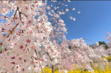 黄家驹生日(黄家驹生日，祭奠一代巨星)